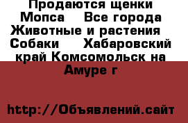 Продаются щенки Мопса. - Все города Животные и растения » Собаки   . Хабаровский край,Комсомольск-на-Амуре г.
